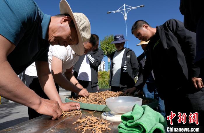 西藏拉薩:冬蟲夏草市場交易火爆