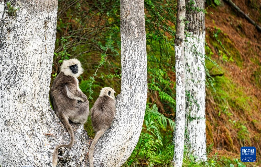西藏亞東：長尾葉猴下山“會客”