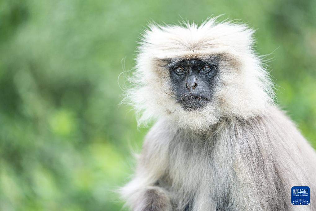 西藏亞東：長尾葉猴下山“會客”