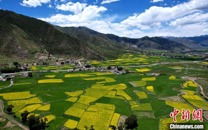 拉薩油菜花盛放大地美如調(diào)色板