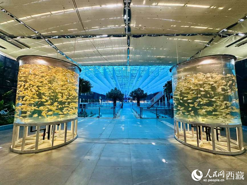 西普海洋公園。人民網(wǎng)記者 次仁羅布攝