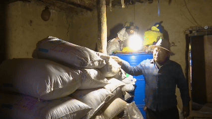 青稞“蛻變”，牦牛“出圈”！看西藏農(nóng)牧民的“十四五”豐收答卷