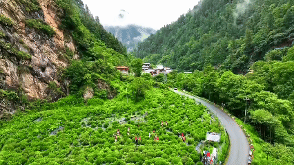 青稞“蛻變”，牦?！俺鋈Α保】次鞑剞r(nóng)牧民的“十四五”豐收答卷