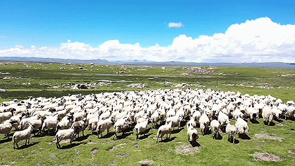 青稞“蛻變”，牦?！俺鋈Α保】次鞑剞r(nóng)牧民的“十四五”豐收答卷