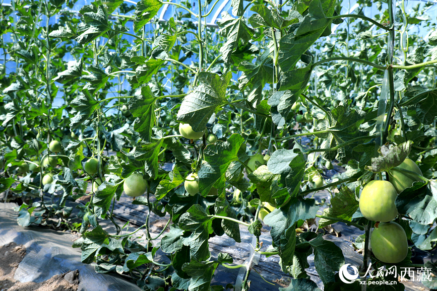 溫室中種植的瓜類作物果實(shí)累累。人民網(wǎng)記者 吳雨仁攝