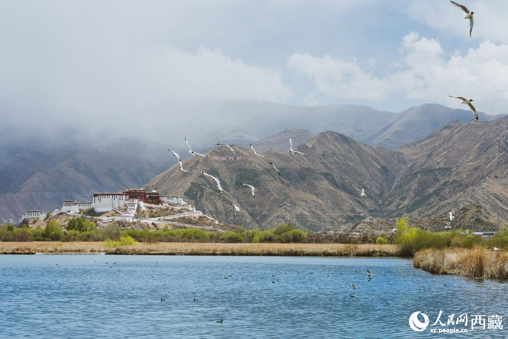 拉魯濕地呈現(xiàn)一幅流動(dòng)的國(guó)風(fēng)畫卷。曹曦元攝