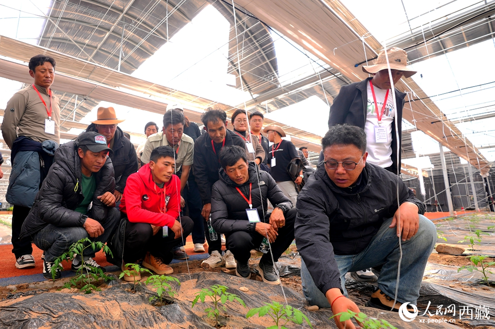 農(nóng)業(yè)專家蹲在田壟間，為圍攏過來的科技專干和基層農(nóng)技人員現(xiàn)場講解定植要點。人民網(wǎng)記者 吳雨仁攝