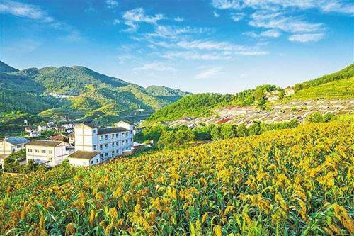 【理上網(wǎng)來o輝煌十九大】鄉(xiāng)村振興戰(zhàn)略：更綜合、全面、系統(tǒng)的發(fā)展戰(zhàn)略