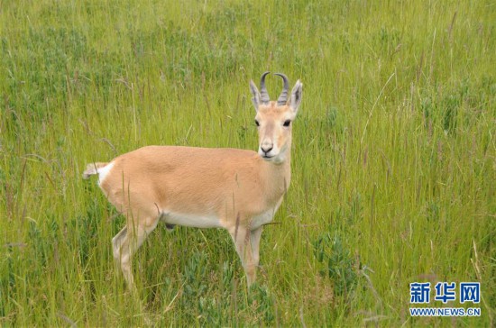 (新華全媒頭條·圖文互動(dòng))(11)大湖見證 ——持續(xù)保護(hù)讓青海湖生態(tài)華麗“蝶變”