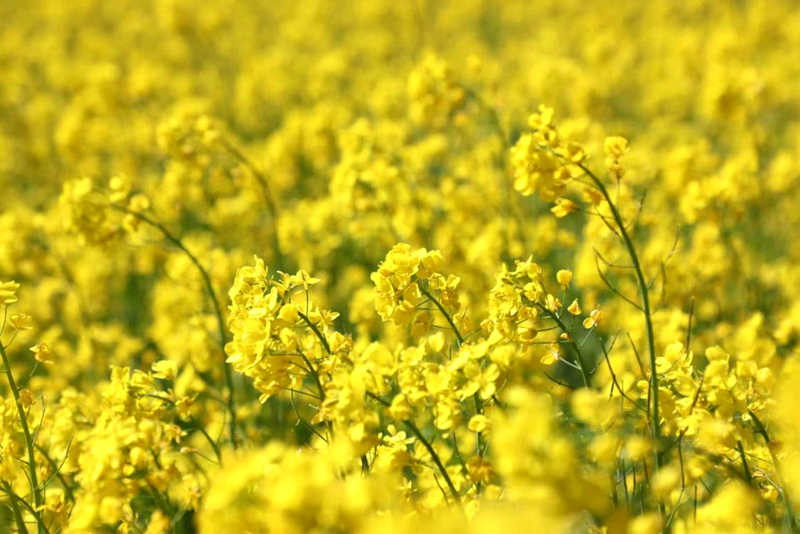 油菜花盛開。洛克攝