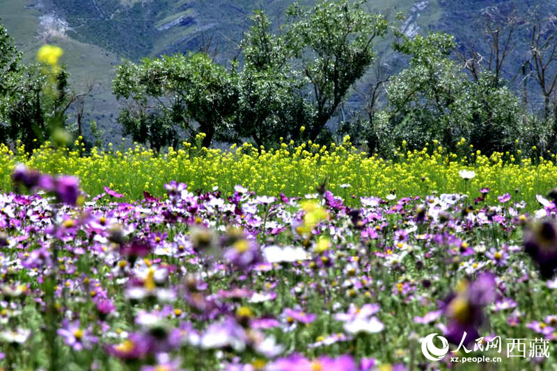 油菜花與格?；ㄏ嘤吵扇?。人民網(wǎng) 李海霞攝