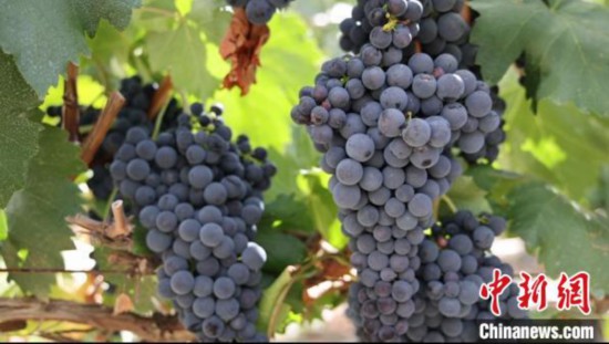 圖為桑日縣種植的葡萄。　山南桑日縣委宣傳部提供