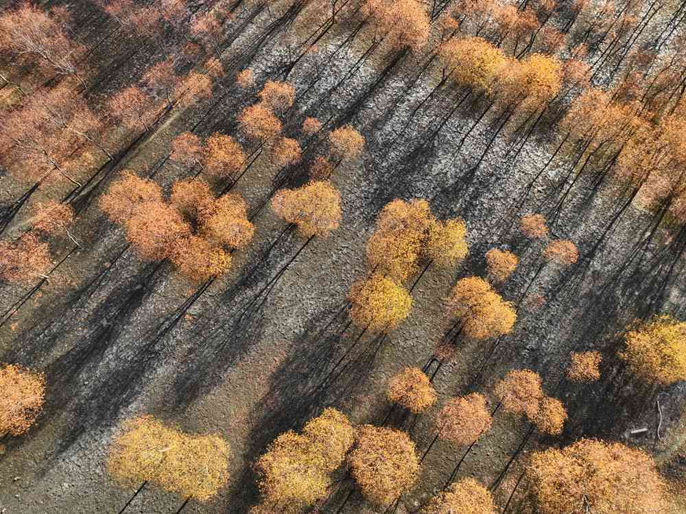 入冬時(shí)節(jié)，雅魯藏布江畔的樹林一片金黃。