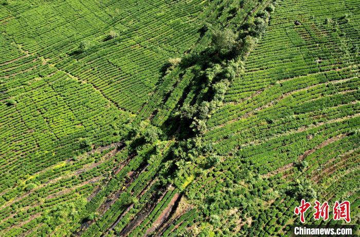 圖為西藏林芝市墨脫縣果果塘大拐彎附近的茶田。(無人機(jī)照片) 李林 攝