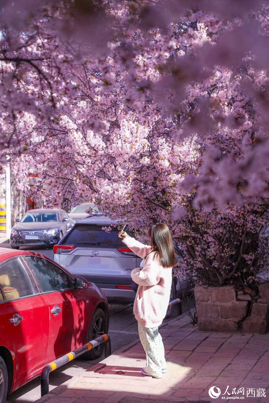 桃林下，拉薩市民游客樂享春光。人民網(wǎng)記者 次仁羅布攝