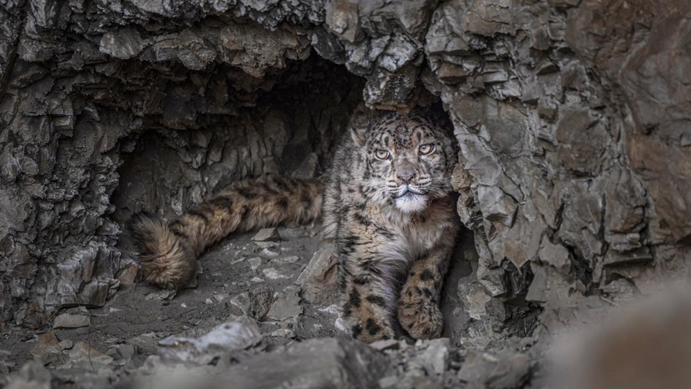 “高原精靈”雪豹。尼瑪多吉攝
