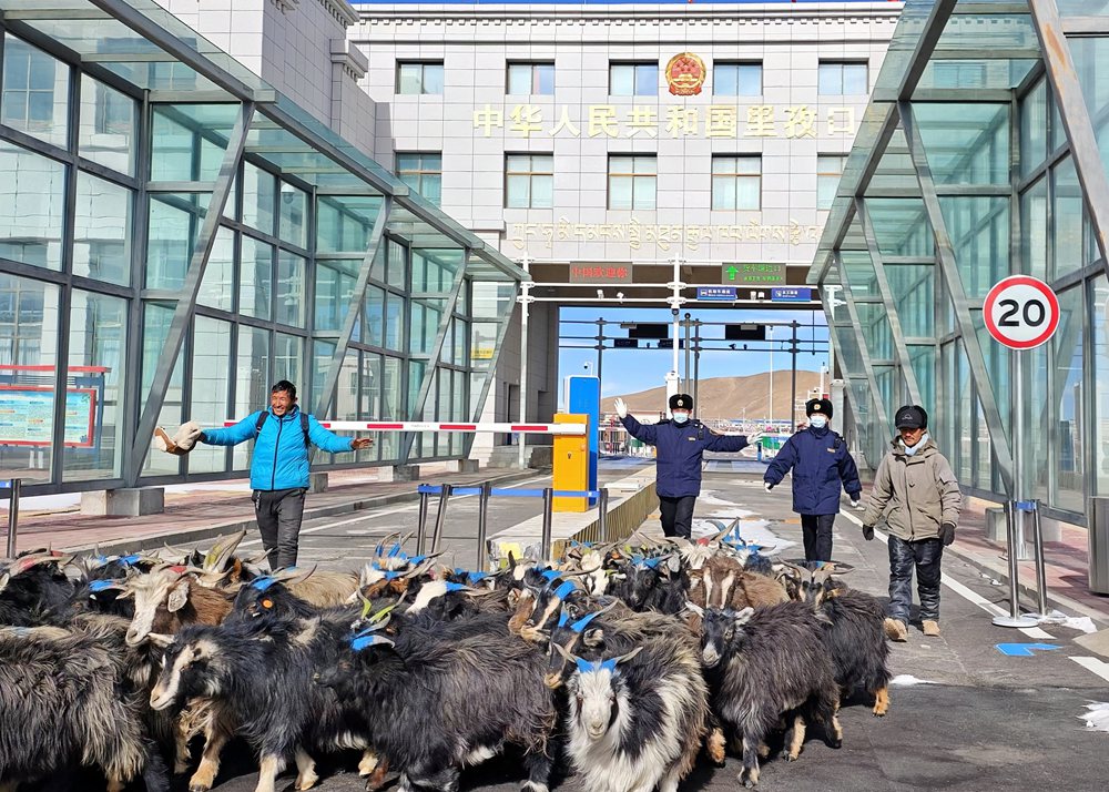海關(guān)關(guān)員監(jiān)管驗(yàn)放出口活羊。次旺久美攝