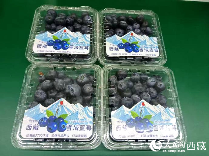 西藏雪域藍莓。羅雨欣攝