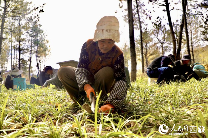 圖為項目建設(shè)過程中帶動周邊群眾就業(yè)。人民網(wǎng)記者 次仁羅布攝