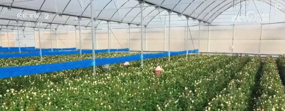 云南姚安：七夕“浪漫經濟”升溫 日均百萬枝玫瑰供應市場