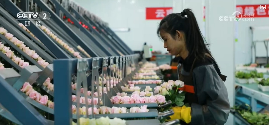 云南姚安：七夕“浪漫經濟”升溫 日均百萬枝玫瑰供應市場