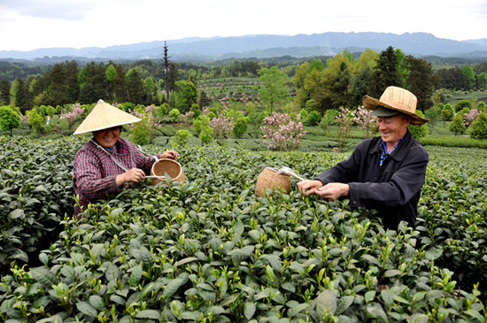 貴州省湄潭縣大力發(fā)展茶葉產(chǎn)業(yè)，60萬(wàn)畝生態(tài)茶園實(shí)現(xiàn)了“綠水青山變成金山銀山”，生態(tài)與經(jīng)濟(jì)協(xié)調(diào)發(fā)展。圖為湄潭縣湄江街道金花村茶農(nóng)采茶 瞿欣含攝 _副本.jpg