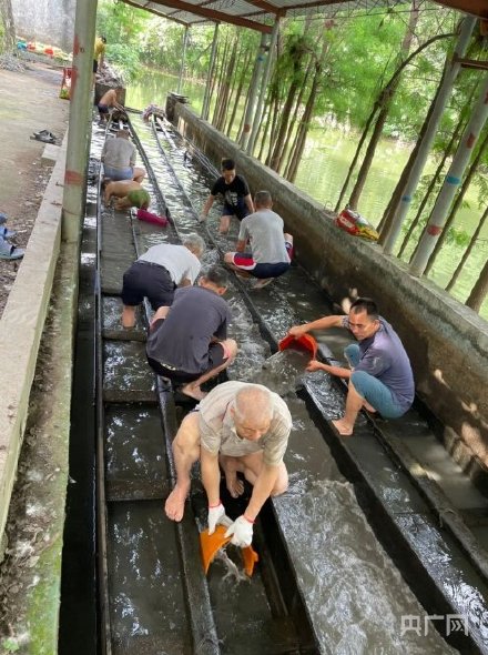 場(chǎng)面震撼！中國(guó)龍舟之鄉(xiāng)順德舉行起龍儀式