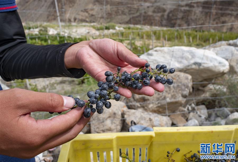 （西藏昌都解放70周年·圖文互動(dòng)）（5）藏東脫貧影像：怒江河畔葡萄香