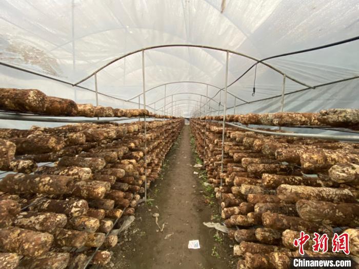 圖為基地里的食用菌菌棒?！Ⅸi 攝