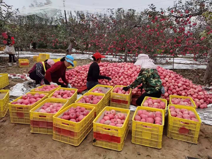 來源：柳林鎮(zhèn)果技站供圖。