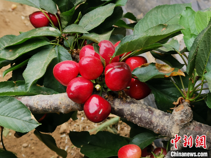 陜西省子長(zhǎng)市盛宇現(xiàn)代農(nóng)業(yè)示范園內(nèi)，櫻桃鮮艷欲滴。<a target='_blank'  ><p  align=