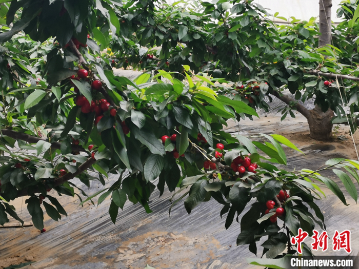 陜西省子長(zhǎng)市盛宇現(xiàn)代農(nóng)業(yè)示范園內(nèi)，櫻桃鮮艷欲滴。<a target='_blank'  ><p  align=
